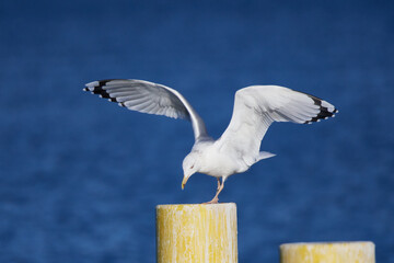 Steppenmöwe (Larus cachinnans) am Kummerower See