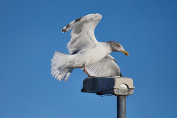 Silbermöwe im Schlichtkleid