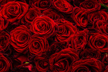 Bouquet of burgundy roses, flower buds as a background. Natural red roses background. Color of the holiday. Gift to a woman. Deep red color.