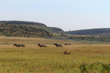 Obraz premium Zebras and people on an African grassland