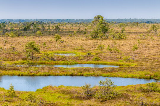 View to swamp during hot summer day Trail to Aukstumala