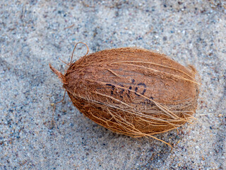 Bio Kokosnuss nach der Ernte im Sand