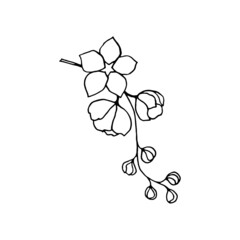Flowering branch of Yamabuki Japanese kerria ornamental shrub with flowers, buds, leaves, freehand drawing with liner.
