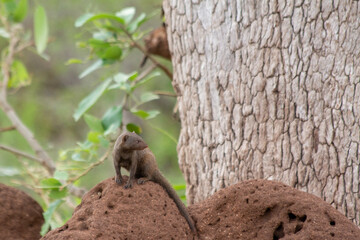 Small dwarf mongoose sitting on a termite mound
