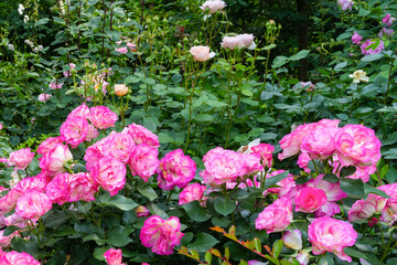 Fototapeta na wymiar 神奈川県横浜市　横浜イングリッシュガーデンのバラ