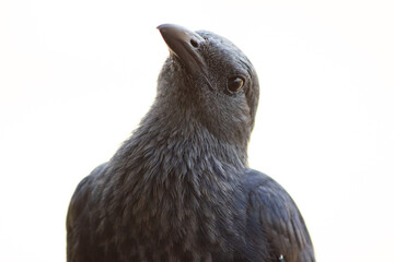 Pied staling (Lamprotornis bicolor) portrait in the Kruger National Park