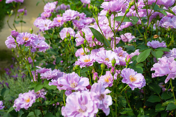 神奈川県横浜市　横浜イングリッシュガーデンのバラ