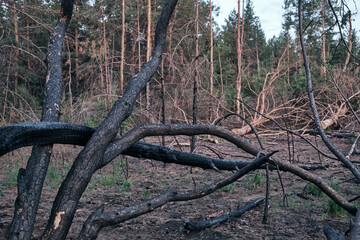 Charred dead pine trees, forest after fire.