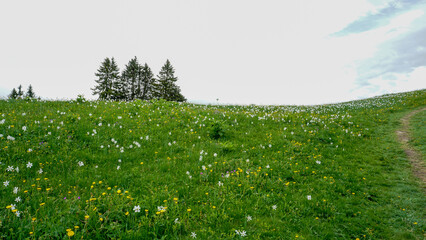 Wild flower field in Les Pleiades, Canton Vaud, Switzerland.