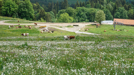 Cows grazing in a meadow in Les Pleiades in Canton Vaud, Switzerland.