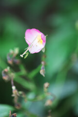 薔薇の花とカマキリのこども
