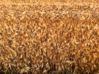 Ripe wheat field with warm sunset light - 509552488