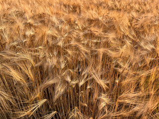 Ripe wheat field with warm sunset light - 509552489