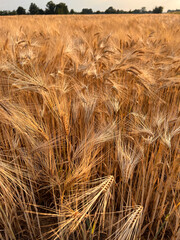 Ripe wheat field with warm sunset light - 509552490