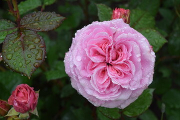 Blüten im Regen