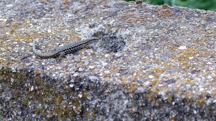 Gecko almost invisible on a rock, well camouflaged
