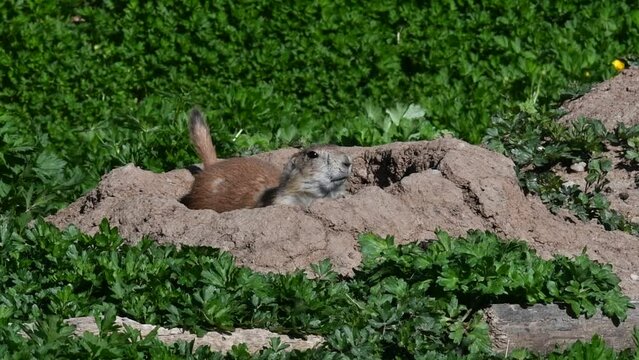 Black-tailed prairie dog (Cynomys ludovicianus) native to the Great Plains of North America leaving burrow entrance