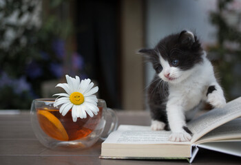 black and white kitten sits on open book. Inquisitive pet. concept of education and motivation for...