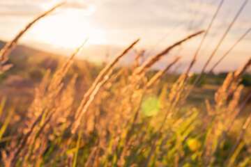 Obraz premium grass spikelets in soft focus in the setting sun close-up