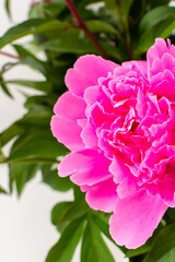 Obraz premium Peonies close up, part of a home interior, house decoration with flowers, cozy summer background