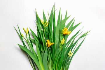 Fresh green leaves with yellow lily buds.Beautiful natural background.Isolated on a white background