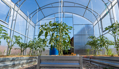 flowering tomato plants in greenhouse. Polycarbonate hothouse in a kitchen-garden
