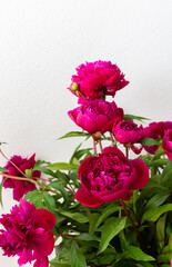 Peonies close up, part of a home interior, house decoration with flowers, cozy summer background