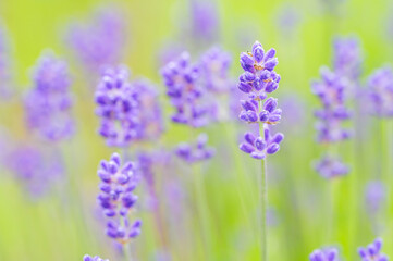 English Lavender