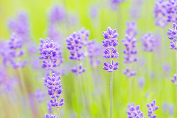 English Lavender