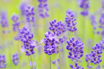 English Lavender