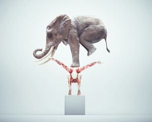 Elephant standing in balance on human body.