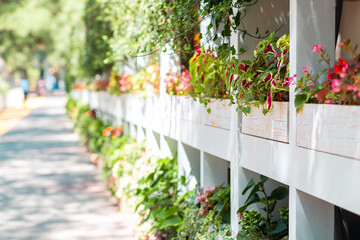 White wooden fence with flowered pots along the sidewalk. Summer. Outdoor