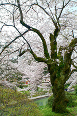 Sakura in Japan 