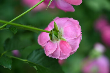Obraz premium Beautiful Pink Flowers Plant in Garden