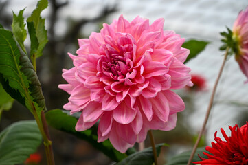 Beautiful Pink Flowers Plant in Garden