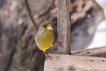  Bird with grain on the feeder. Wildlife photography, care for the environment