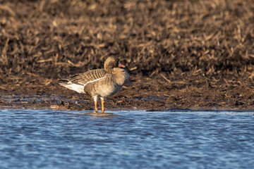 Wild goose on the shore near the water in the evening at sunset. Photo of wildlife for illustrations and design