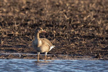  Wild goose on the shore near the water in the evening at sunset. Photo of wildlife for illustrations and design