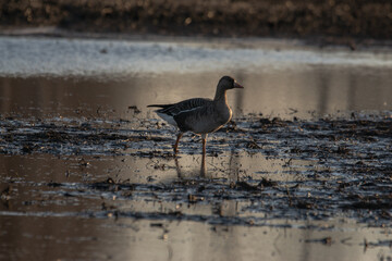  Wild goose on the shore near the water in the evening at sunset. Photo of wildlife for illustrations and design