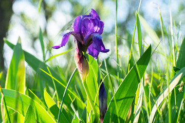  Iris flowers grow among the grass in the spring on a meadow in sunlight. Flowers for design and decoration