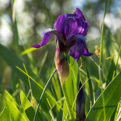  Iris flowers grow among the grass in the spring on a meadow in sunlight. Flowers for design and decoration