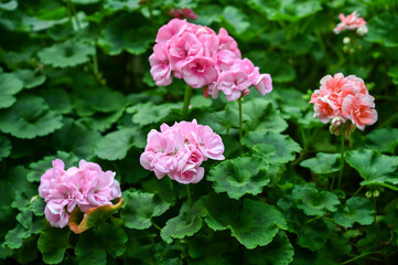 Beautiful Pink Flowers Plant in Garden