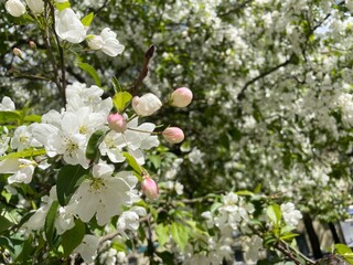 Spring or summer background with blooming apple tree.