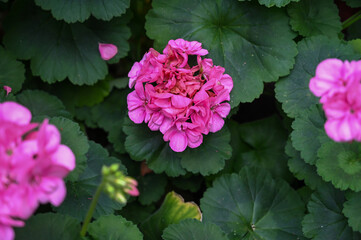 Fototapeta premium Beautiful Pink Flowers Plant in Garden