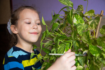little girl child in striped clothes carefully wipes the dust with a brush from each leaf of a house plant