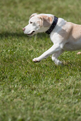 Obraz na płótnie Canvas Beagle on the run
