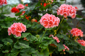 Beautiful Pink Flowers Plant in Garden