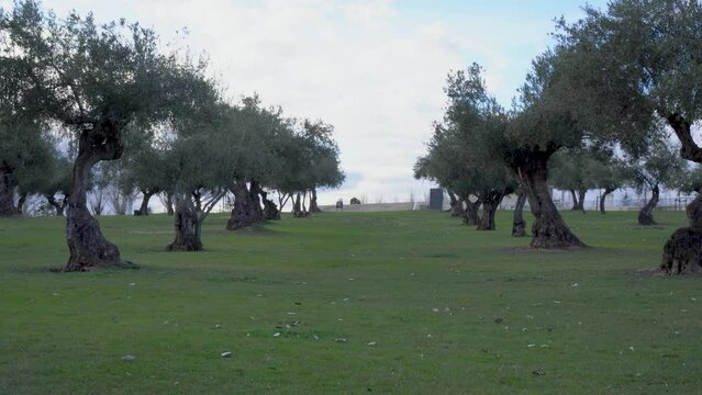 man doing flic flac on the grass in the park