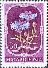 HUNGARY - CIRCA 1951: a postage stamp from HUNGARY, showing a Cornflower (Centaurea cyanus) . Circa 1951