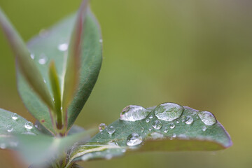 Wassertropfen nach Regen auf einem Blatt